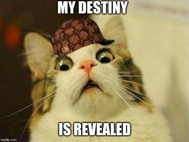 Scared Cat Meme | MY DESTINY IS REVEALED | image tagged in memes,scared cat | made w/ Imgflip meme maker