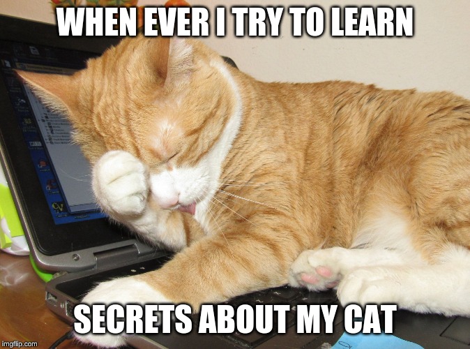 WHEN EVER I TRY TO LEARN; SECRETS ABOUT MY CAT | image tagged in cat | made w/ Imgflip meme maker