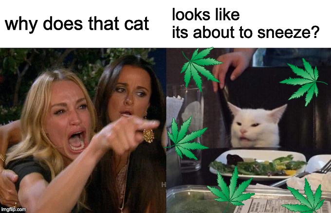 Woman Yelling At Cat Meme | why does that cat; looks like its about to sneeze? | image tagged in memes,woman yelling at cat | made w/ Imgflip meme maker