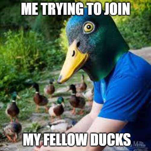 humans and ducks | ME TRYING TO JOIN; MY FELLOW DUCKS | image tagged in ducks,funny,memes,blue | made w/ Imgflip meme maker