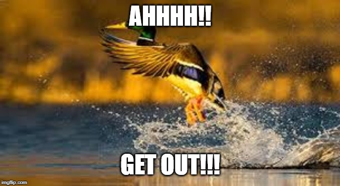 get out | AHHHH!! GET OUT!!! | image tagged in funny,memes,duck,ducks,water | made w/ Imgflip meme maker