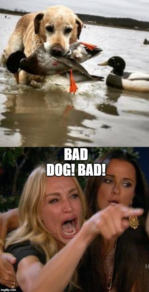 bad dog!!! | BAD DOG! BAD! | image tagged in memes,woman yelling at cat,funny,bad dog,dogs | made w/ Imgflip meme maker
