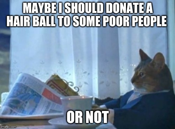 I Should Buy A Boat Cat Meme | MAYBE I SHOULD DONATE A HAIR BALL TO SOME POOR PEOPLE; OR NOT | image tagged in memes,i should buy a boat cat | made w/ Imgflip meme maker