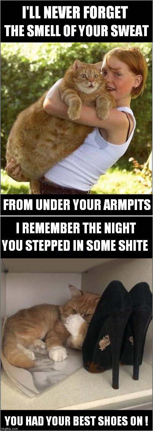 Magic Moments | I'LL NEVER FORGET; THE SMELL OF YOUR SWEAT; FROM UNDER YOUR ARMPITS; I REMEMBER THE NIGHT; YOU STEPPED IN SOME SHITE; YOU HAD YOUR BEST SHOES ON ! | image tagged in fun,cats,magic moments | made w/ Imgflip meme maker