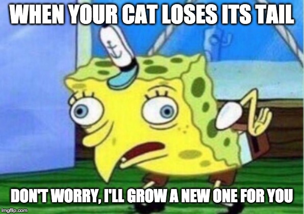 Mocking Spongebob | WHEN YOUR CAT LOSES ITS TAIL; DON'T WORRY, I'LL GROW A NEW ONE FOR YOU | image tagged in memes,mocking spongebob | made w/ Imgflip meme maker