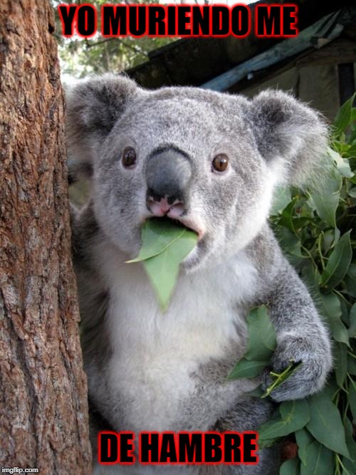 Surprised Koala | YO MURIENDO ME; DE HAMBRE | image tagged in memes,surprised koala | made w/ Imgflip meme maker