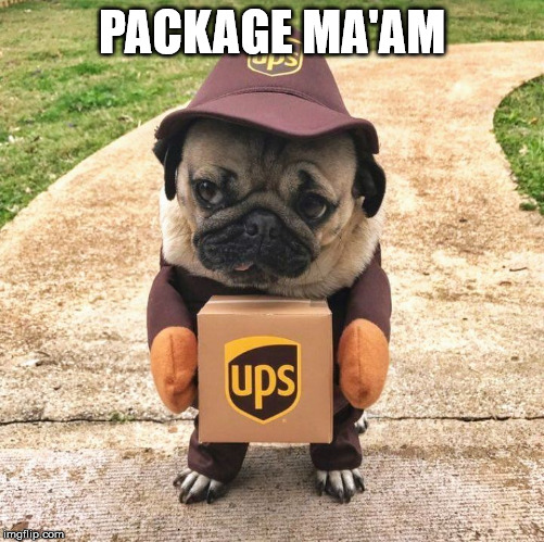 Pug package | PACKAGE MA'AM | image tagged in pug package | made w/ Imgflip meme maker