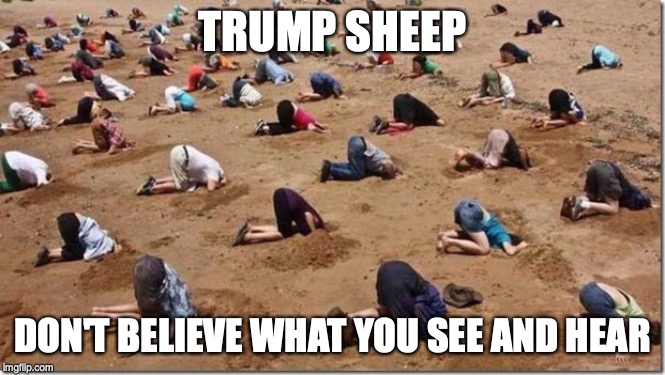 Head in sand | TRUMP SHEEP DON'T BELIEVE WHAT YOU SEE AND HEAR | image tagged in head in sand | made w/ Imgflip meme maker