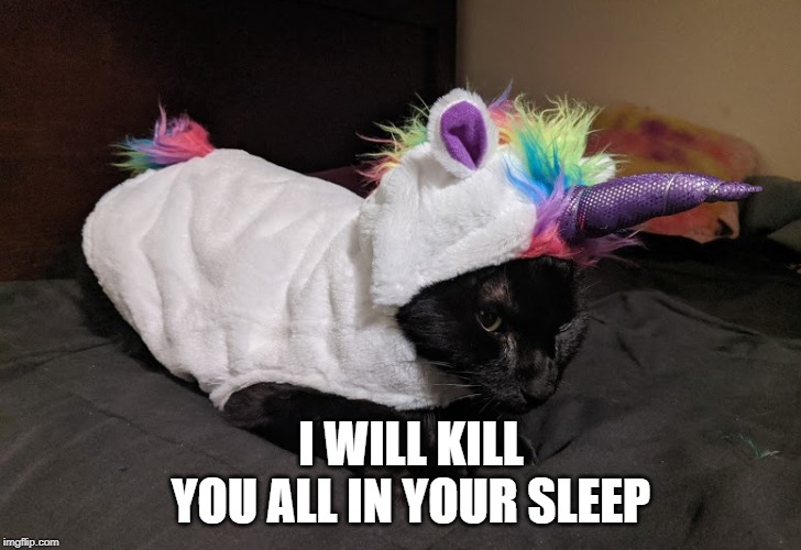 I WILL KILL YOU ALL IN YOUR SLEEP | image tagged in black cat pissed | made w/ Imgflip meme maker