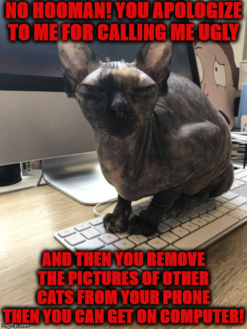 APOLOGIZE HOOMAN | NO HOOMAN! YOU APOLOGIZE TO ME FOR CALLING ME UGLY; AND THEN YOU REMOVE THE PICTURES OF OTHER CATS FROM YOUR PHONE THEN YOU CAN GET ON COMPUTER! | image tagged in apologize hooman | made w/ Imgflip meme maker