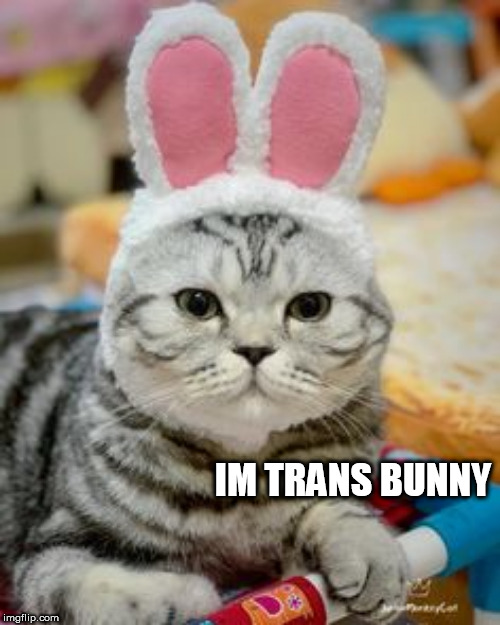 bunny | IM TRANS BUNNY | image tagged in bunny | made w/ Imgflip meme maker