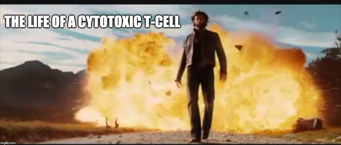 THE LIFE OF A CYTOTOXIC T-CELL | image tagged in anat/phys,science,thug life | made w/ Imgflip meme maker