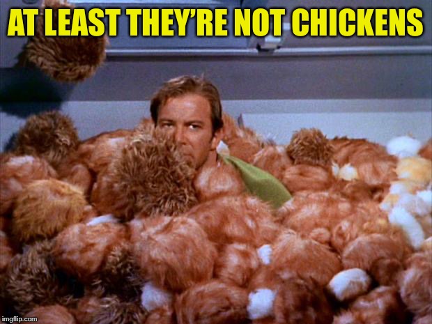 Kirk Tribbles | AT LEAST THEY’RE NOT CHICKENS | image tagged in kirk tribbles | made w/ Imgflip meme maker