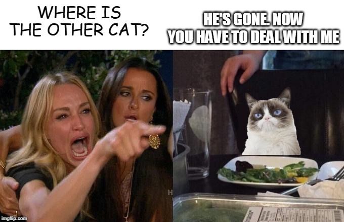 IT'S NOT GONNA BE PRETTY | HE'S GONE. NOW YOU HAVE TO DEAL WITH ME; WHERE IS THE OTHER CAT? | image tagged in grumpy cat,woman yelling at cat,cats | made w/ Imgflip meme maker