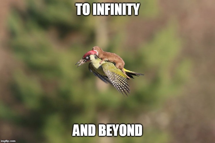 OR JUST TO THE NEXT TREE | TO INFINITY; AND BEYOND | image tagged in animals | made w/ Imgflip meme maker