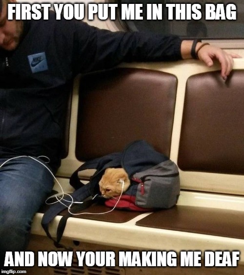 WHAT IS THIS CRAP? | FIRST YOU PUT ME IN THIS BAG; AND NOW YOUR MAKING ME DEAF | image tagged in cats | made w/ Imgflip meme maker