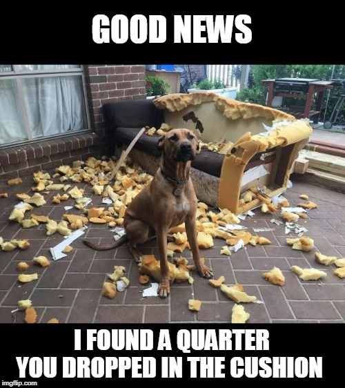 lol dogs | GOOD NEWS; I FOUND A QUARTER YOU DROPPED IN THE CUSHION | image tagged in dogs,wrecked | made w/ Imgflip meme maker