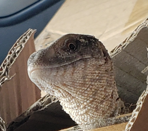 Curious Lizard Blank Meme Template