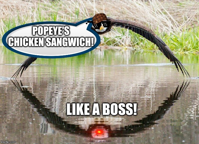 eagle | POPEYE'S CHICKEN SANGWICH! LIKE A BOSS! | image tagged in eagle | made w/ Imgflip meme maker