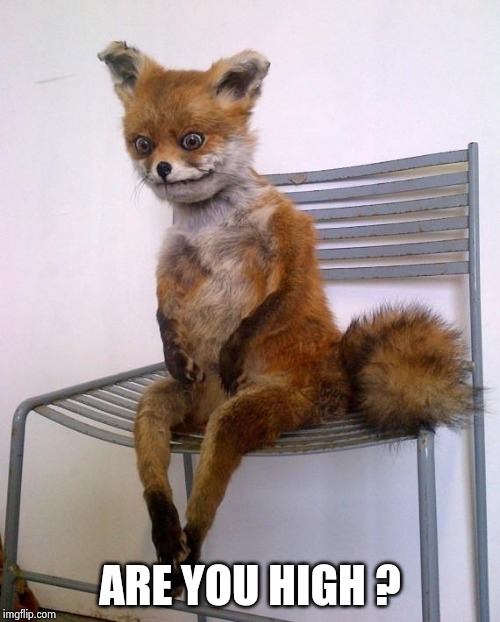 Stoned Fox | ARE YOU HIGH ? | image tagged in stoned fox | made w/ Imgflip meme maker