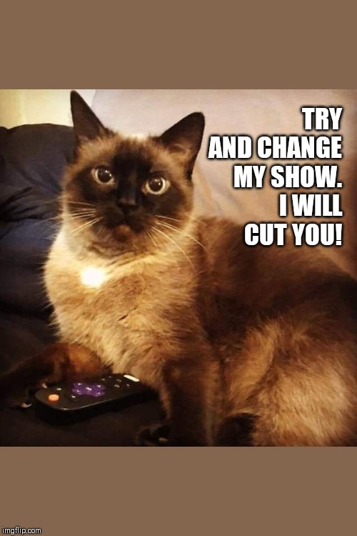 I will Cut You! | TRY AND CHANGE MY SHOW.  I WILL CUT YOU! | image tagged in cat with remote,cat,television | made w/ Imgflip meme maker