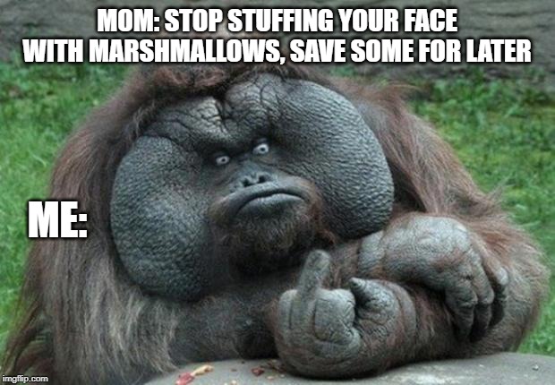 animal | MOM: STOP STUFFING YOUR FACE WITH MARSHMALLOWS, SAVE SOME FOR LATER; ME: | image tagged in animal | made w/ Imgflip meme maker