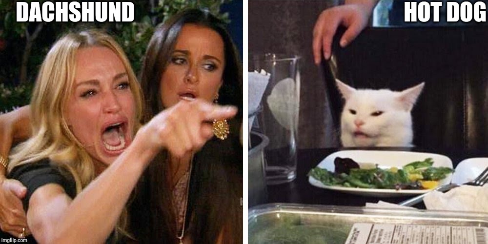 Smudge the cat | DACHSHUND; HOT DOG | image tagged in smudge the cat | made w/ Imgflip meme maker