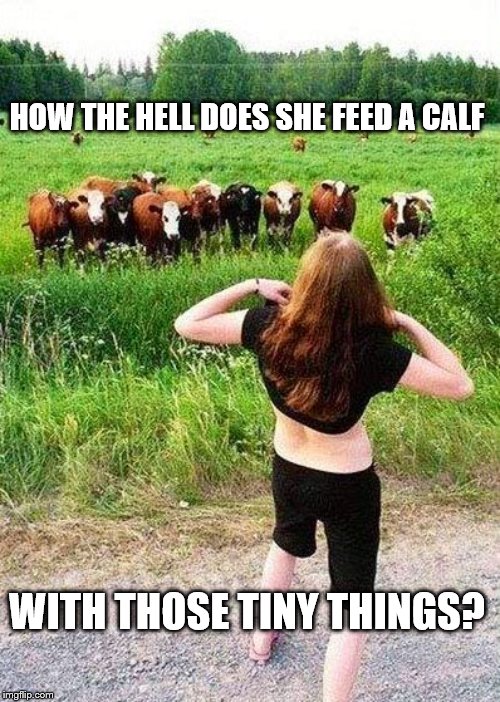 Flashing Cows(?) | HOW THE HELL DOES SHE FEED A CALF; WITH THOSE TINY THINGS? | image tagged in flashing cows | made w/ Imgflip meme maker