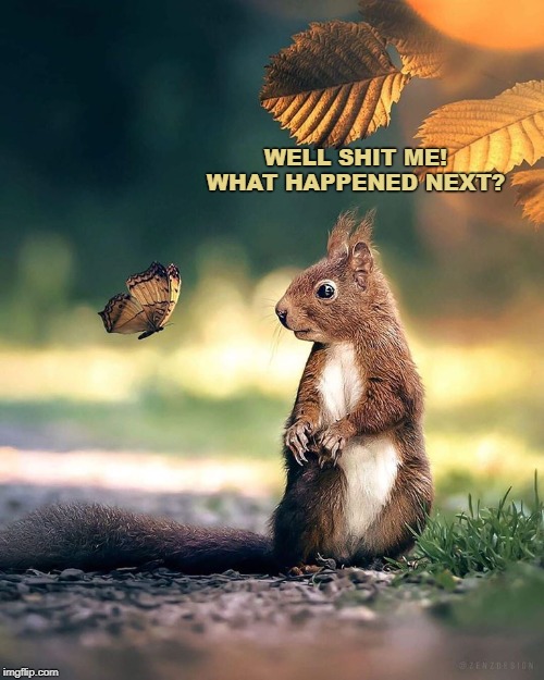 Squirrel | WELL SHIT ME!
WHAT HAPPENED NEXT? | image tagged in squirrel | made w/ Imgflip meme maker