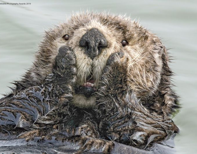 beaver worried Blank Meme Template