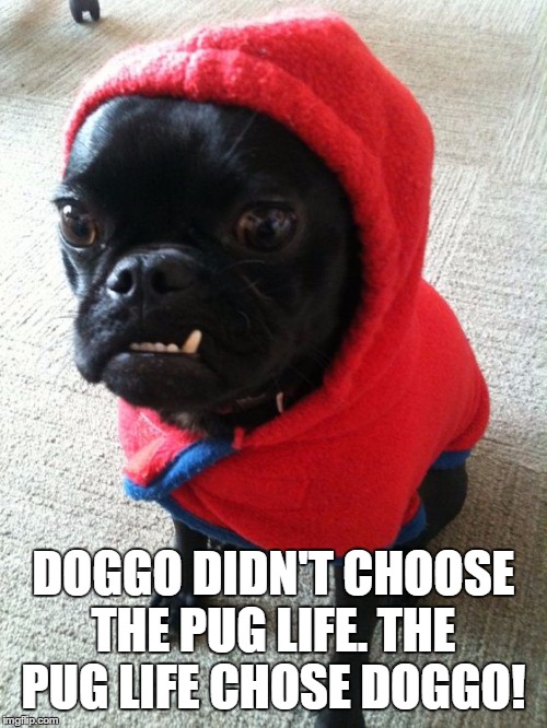 One cool doggo | DOGGO DIDN'T CHOOSE THE PUG LIFE. THE PUG LIFE CHOSE DOGGO! | image tagged in pug life,doggo | made w/ Imgflip meme maker