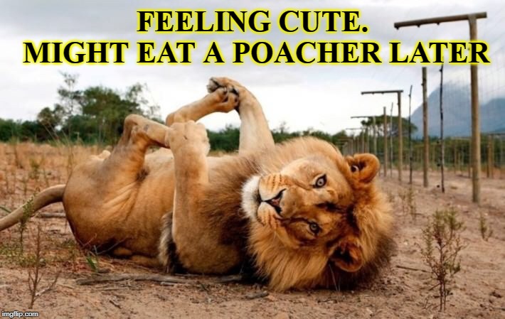 FEELING CUTE.
 MIGHT EAT A POACHER LATER | image tagged in feeling cute,lion | made w/ Imgflip meme maker
