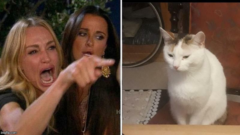 Woman Yelling At Cat Meme Explained The Dark Story Behind