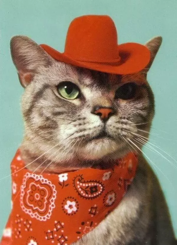 cowboy cat Blank Meme Template