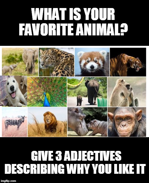 example, dog-Loyal, friendly, funny..etc | WHAT IS YOUR FAVORITE ANIMAL? GIVE 3 ADJECTIVES DESCRIBING WHY YOU LIKE IT | image tagged in animals | made w/ Imgflip meme maker