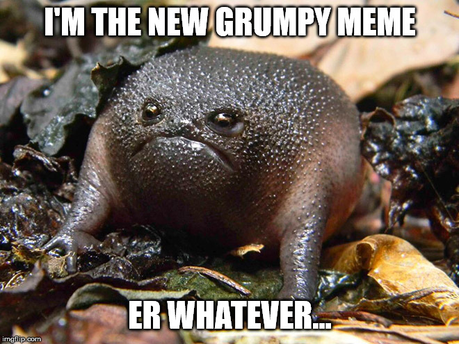 Grumpy Frog | I'M THE NEW GRUMPY MEME; ER WHATEVER... | image tagged in grumpy,frog | made w/ Imgflip meme maker