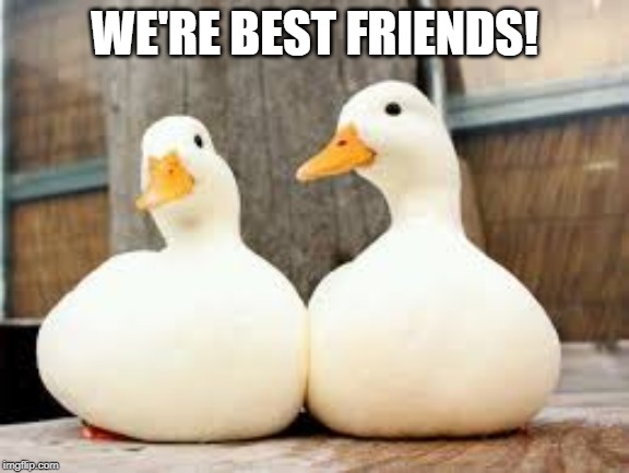 aww best friends | WE'RE BEST FRIENDS! | image tagged in duck,ducks,cute,goose | made w/ Imgflip meme maker
