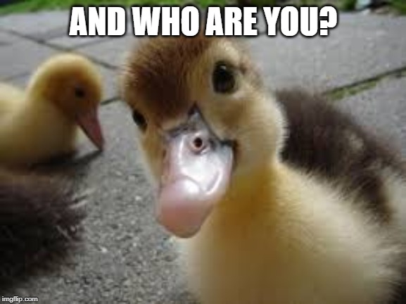 who are you? | AND WHO ARE YOU? | image tagged in cute,duck,who are you,duckling | made w/ Imgflip meme maker