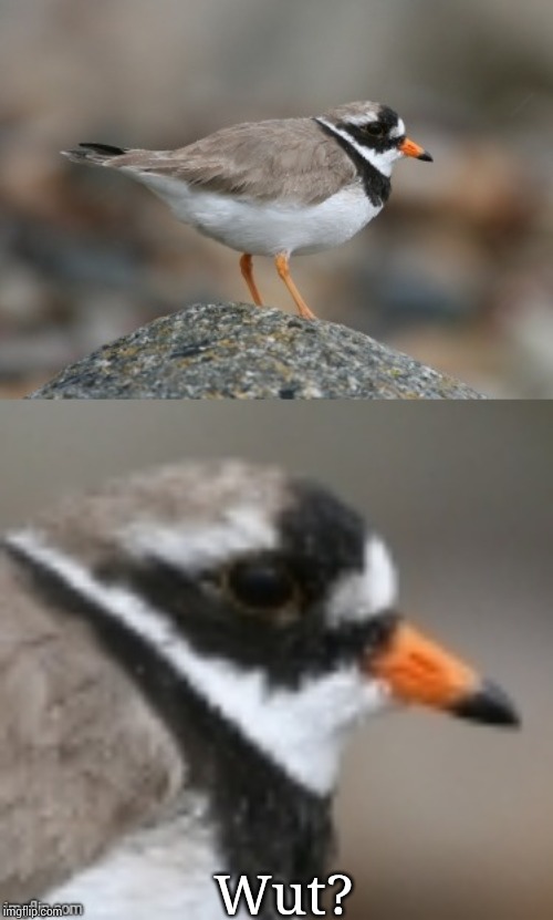 When you suddenly realize Ringed Plover | Wut? | image tagged in when you suddenly realize ringed plover | made w/ Imgflip meme maker