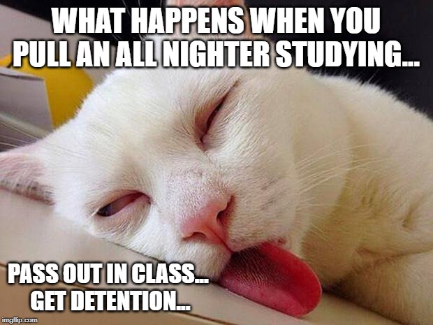 Sleeping cat | WHAT HAPPENS WHEN YOU PULL AN ALL NIGHTER STUDYING... PASS OUT IN CLASS... 
GET DETENTION... | image tagged in sleeping cat | made w/ Imgflip meme maker