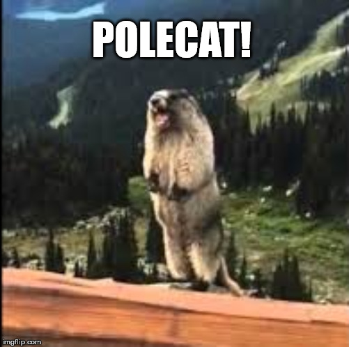 polecat! to ALLY! | POLECAT! | image tagged in stop | made w/ Imgflip meme maker