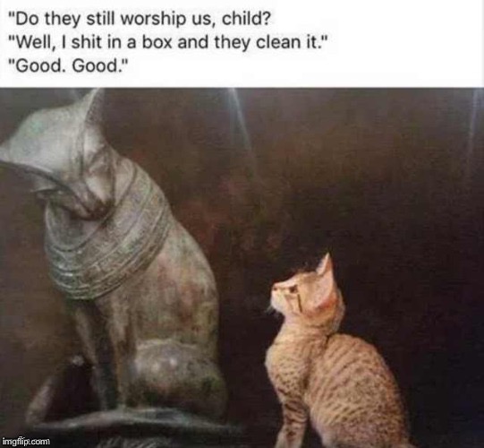 Do they still worship us? | image tagged in cats,shit in a box,memes | made w/ Imgflip meme maker