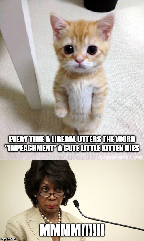 EVERY TIME A LIBERAL UTTERS THE WORD "IMPEACHMENT" A CUTE LITTLE KITTEN DIES; MMMM!!!!!! | image tagged in memes,cute cat,maxine waters crazy | made w/ Imgflip meme maker