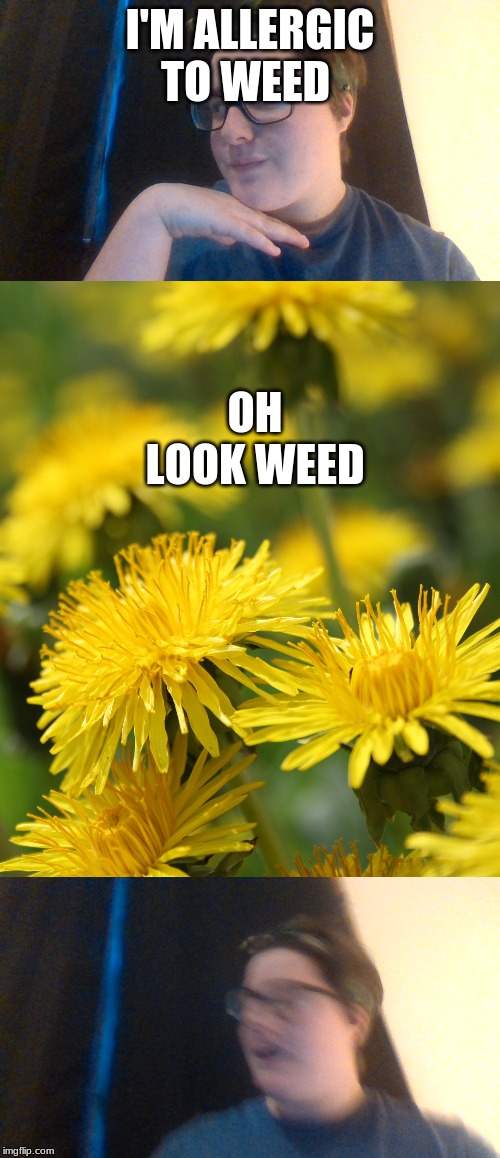 I'M ALLERGIC TO WEED; OH LOOK WEED | image tagged in meme,original meme,weed | made w/ Imgflip meme maker