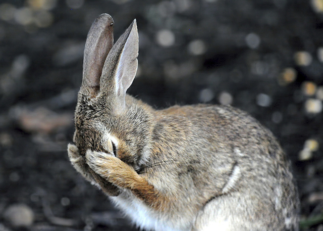 Bunny Hides Blank Meme Template