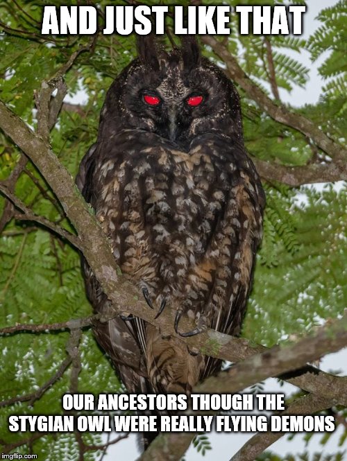 Stygian owl | AND JUST LIKE THAT; OUR ANCESTORS THOUGH THE STYGIAN OWL WERE REALLY FLYING DEMONS | image tagged in funny,horror | made w/ Imgflip meme maker