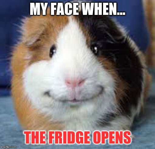 Guinea Pig | MY FACE WHEN... THE FRIDGE OPENS | image tagged in guinea pig | made w/ Imgflip meme maker