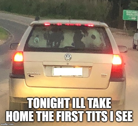 cow in a car | TONIGHT ILL TAKE HOME THE FIRST TITS I SEE | image tagged in cow in a car | made w/ Imgflip meme maker