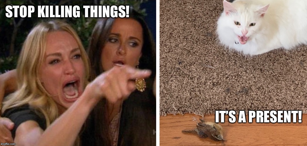 STOP KILLING THINGS! IT’S A PRESENT! | image tagged in cats | made w/ Imgflip meme maker