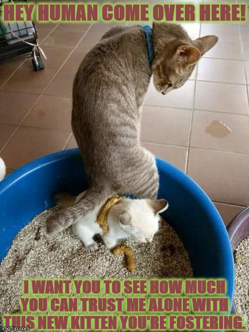 HEY HUMAN | HEY HUMAN COME OVER HERE! I WANT YOU TO SEE HOW MUCH YOU CAN TRUST ME ALONE WITH THIS NEW KITTEN YOU'RE FOSTERING. | image tagged in hey human | made w/ Imgflip meme maker